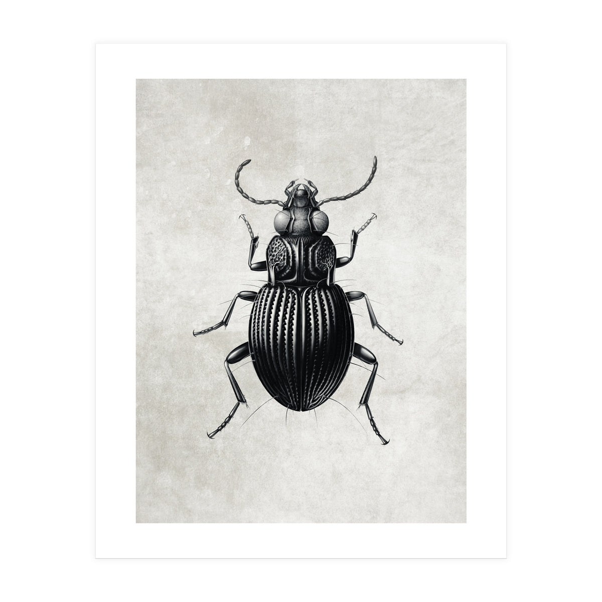 84 (Print Only)
