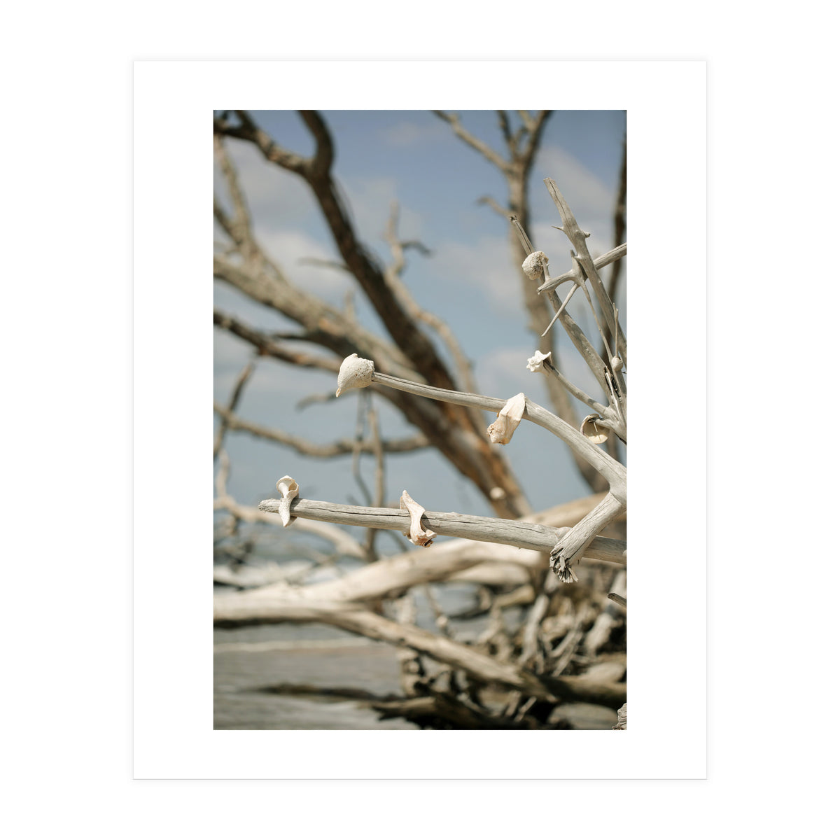 Seashells And Driftwood (Print Only)