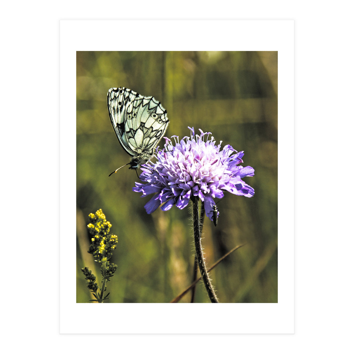 Marble white (Print Only)