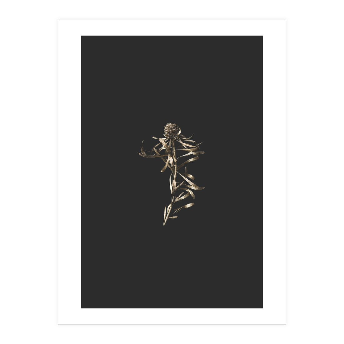 Magical Golden Fynbos (Print Only)