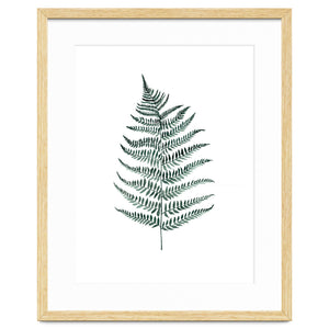 Botanical Illustration Silverfern by Mantika Studio