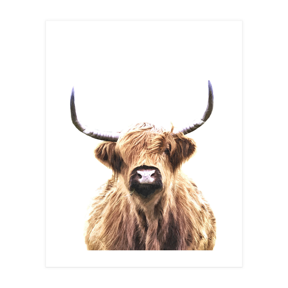 Highland Cow Portrait (Print Only)