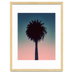 Sundown Palm by Phillip Van
