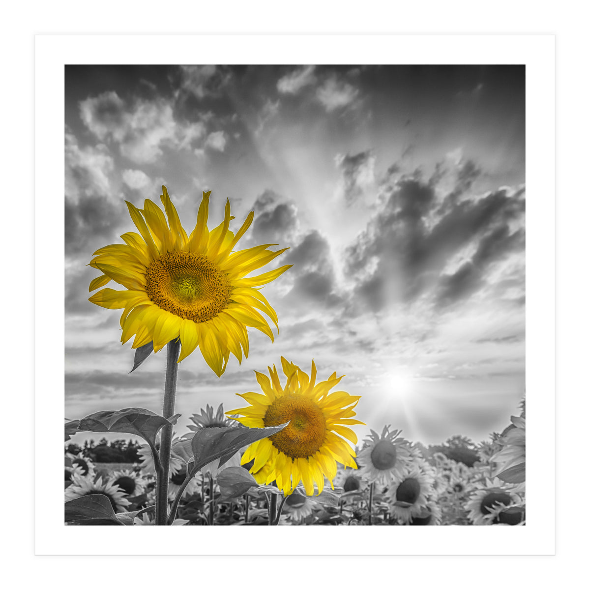 Focus on two sunflowers (Print Only)