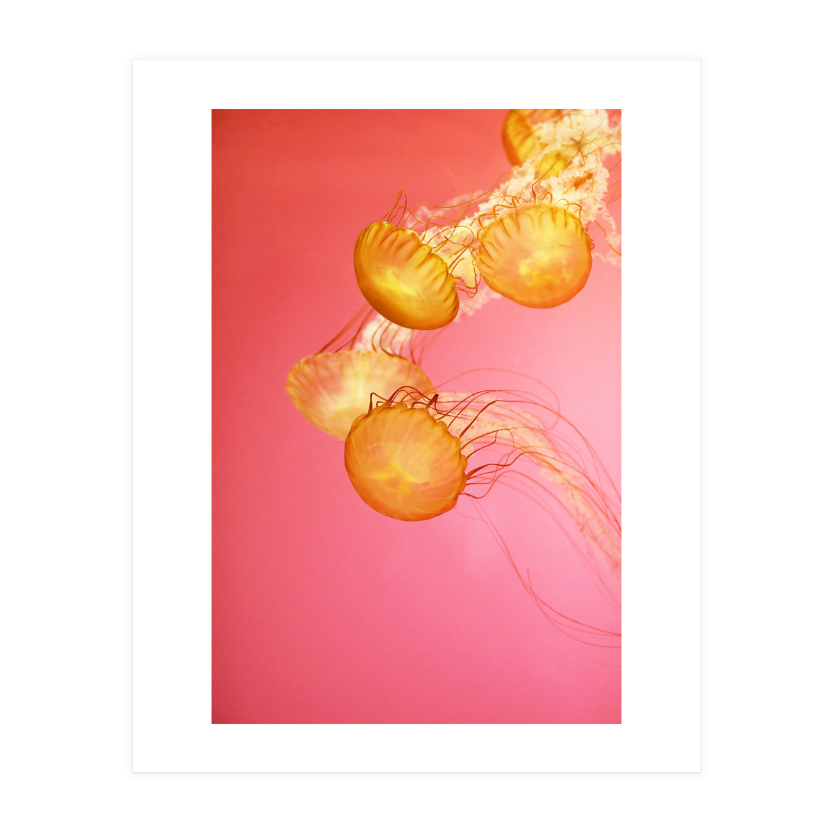 Jelly #3 (Print Only)