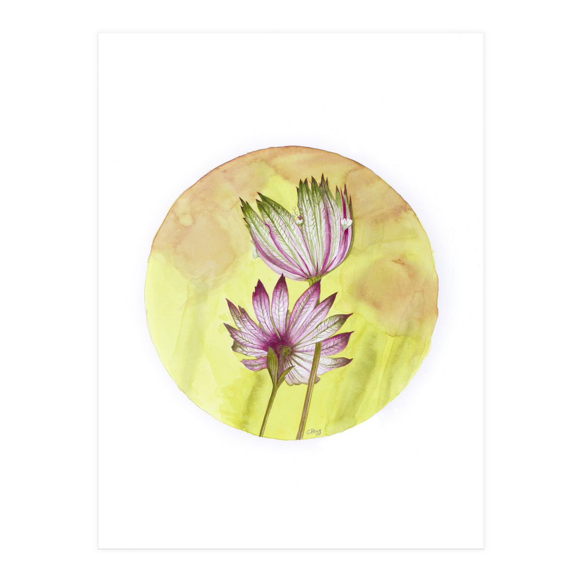 Circular Astrantia (Print Only)