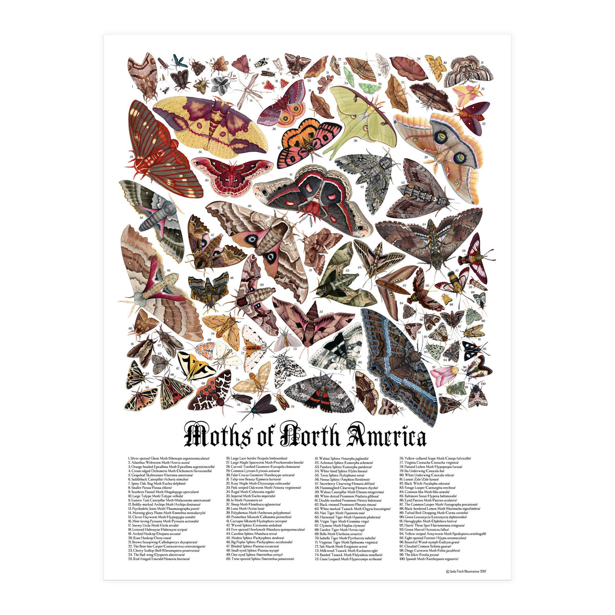 Moths of North America (Print Only)
