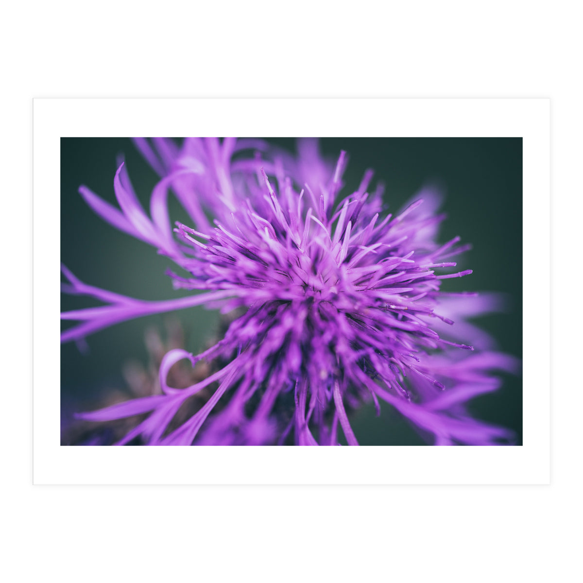 Amethyst (Print Only)