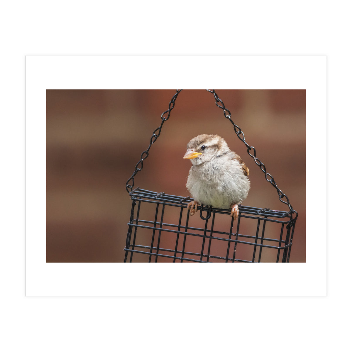Sparrow (Print Only)