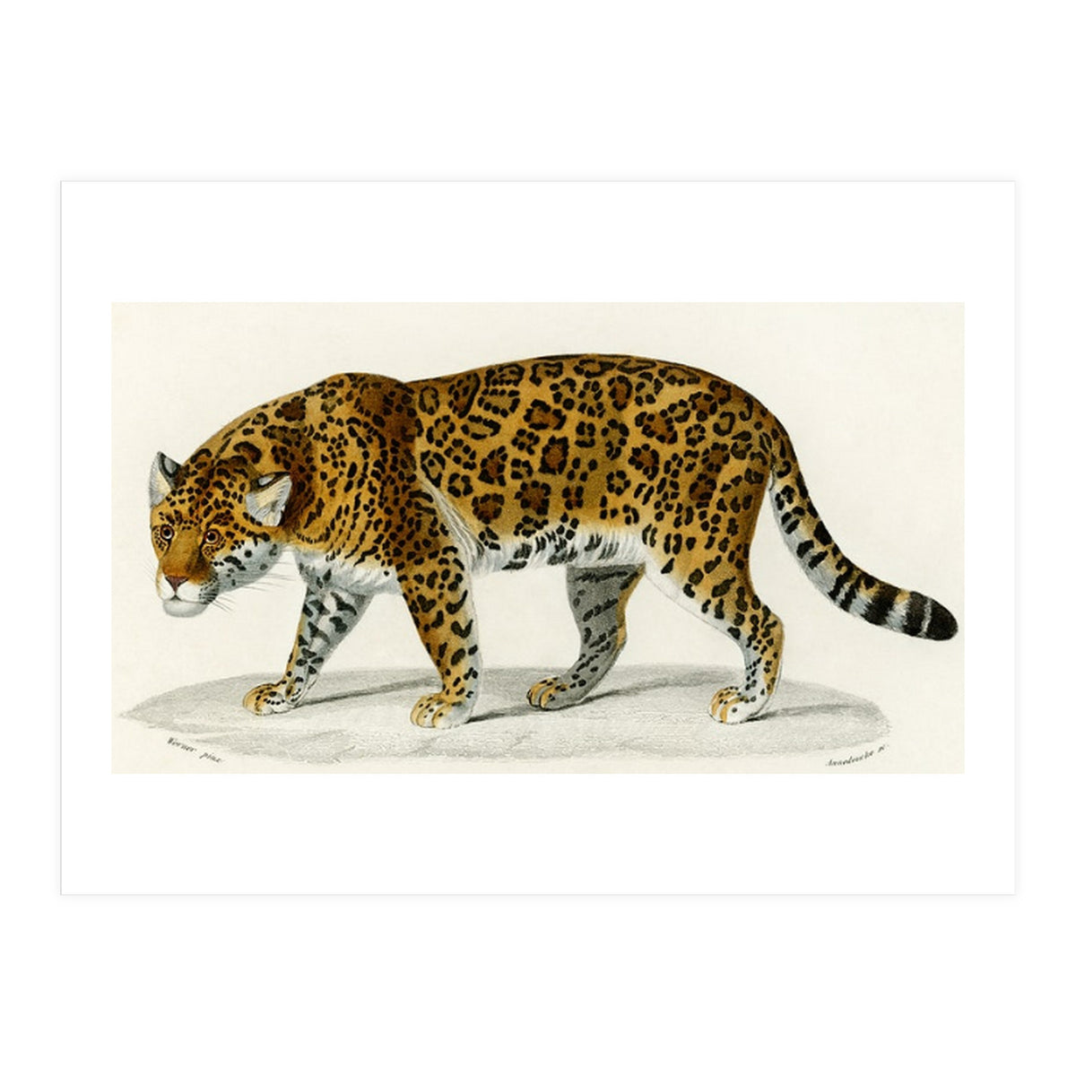 Jaguar (Panthera Onca) illustrated (Print Only)