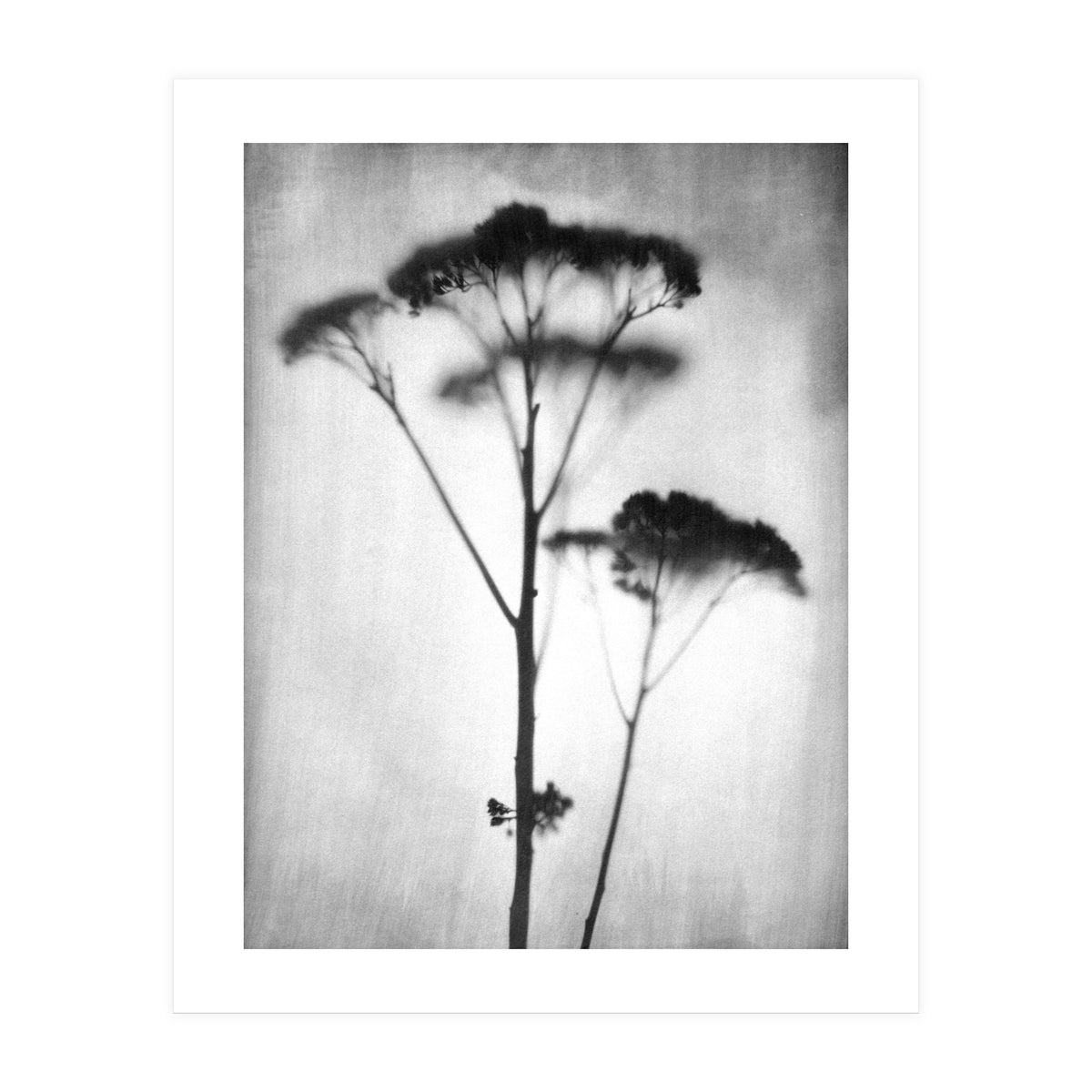 Sedum (Print Only)