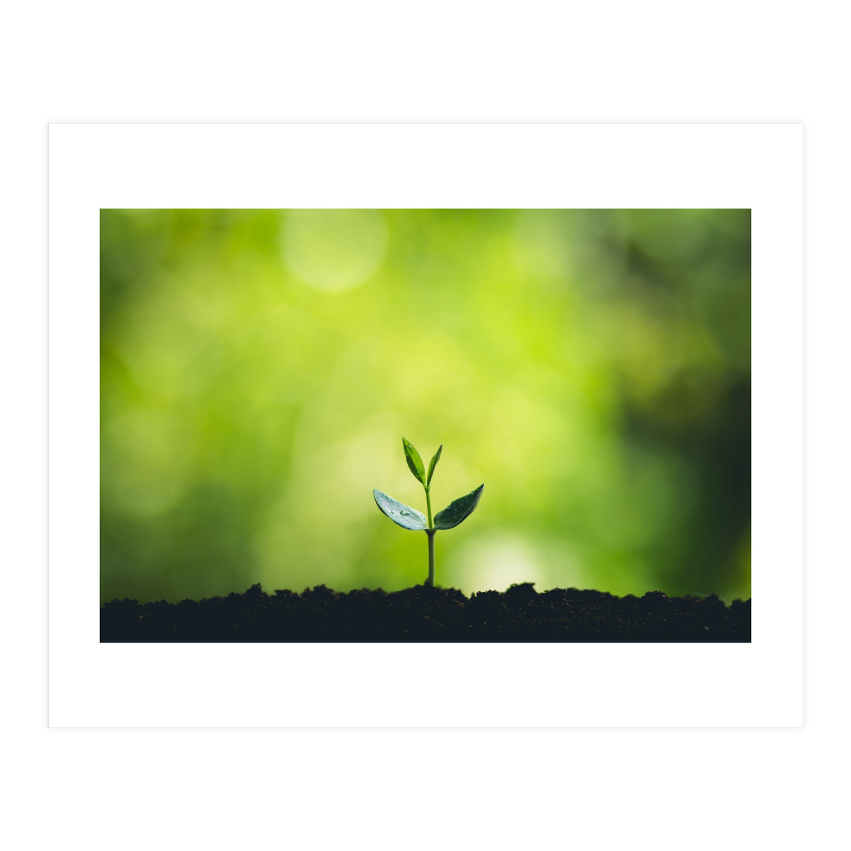 Plant in Nature (Print Only)