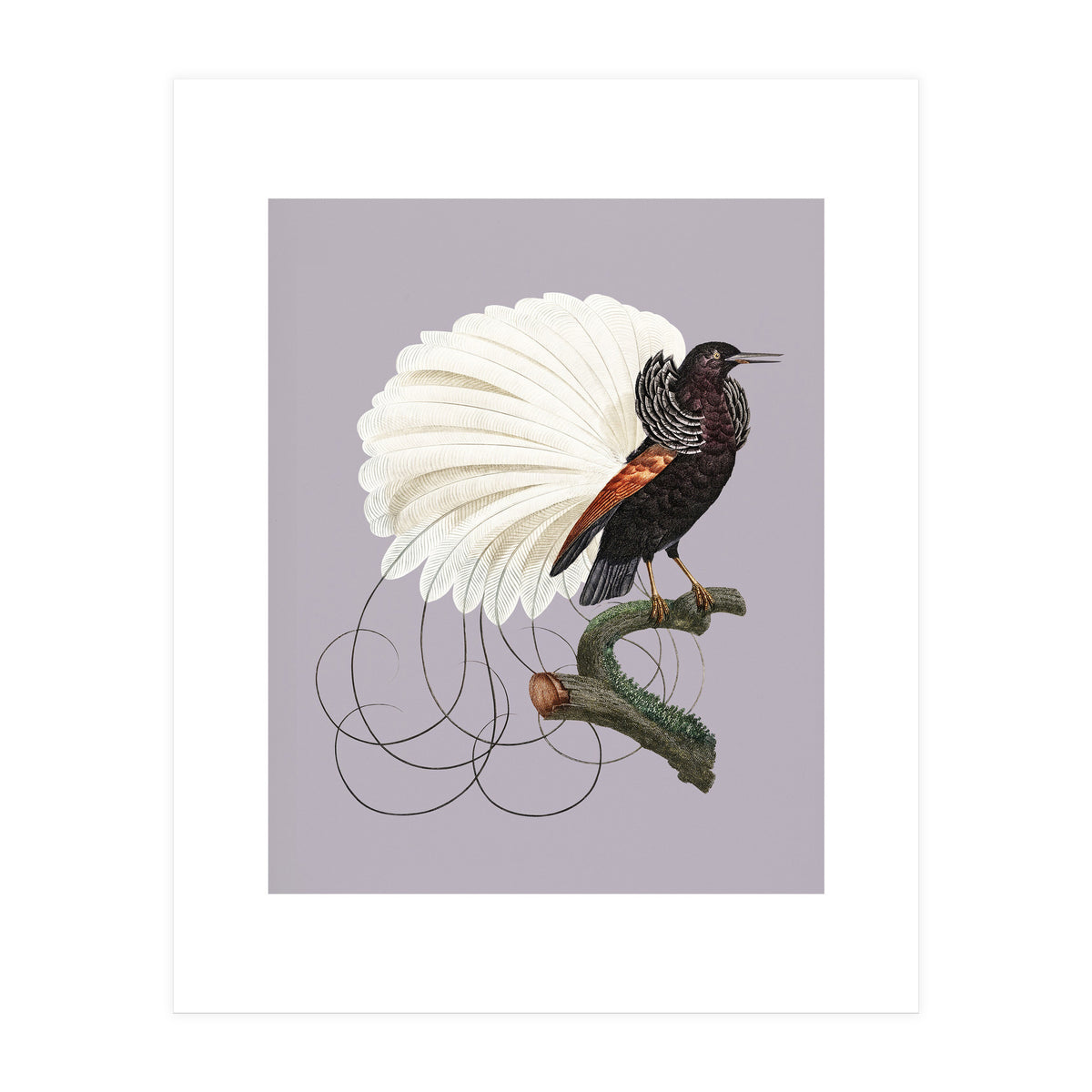 Vintage Bird Prints (Print Only)