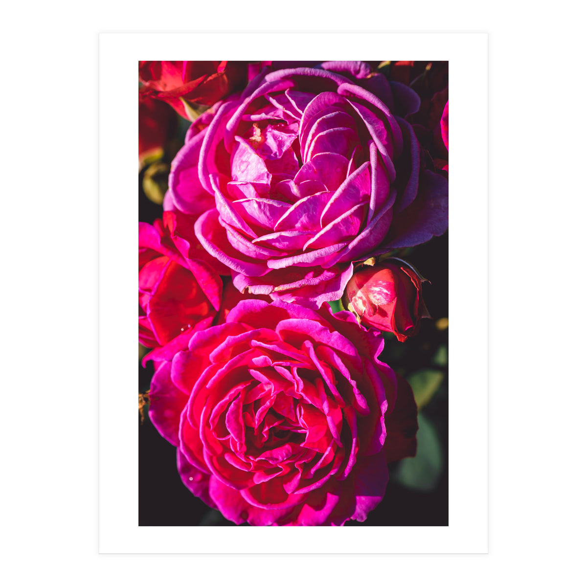 Rose Flowers (Print Only)