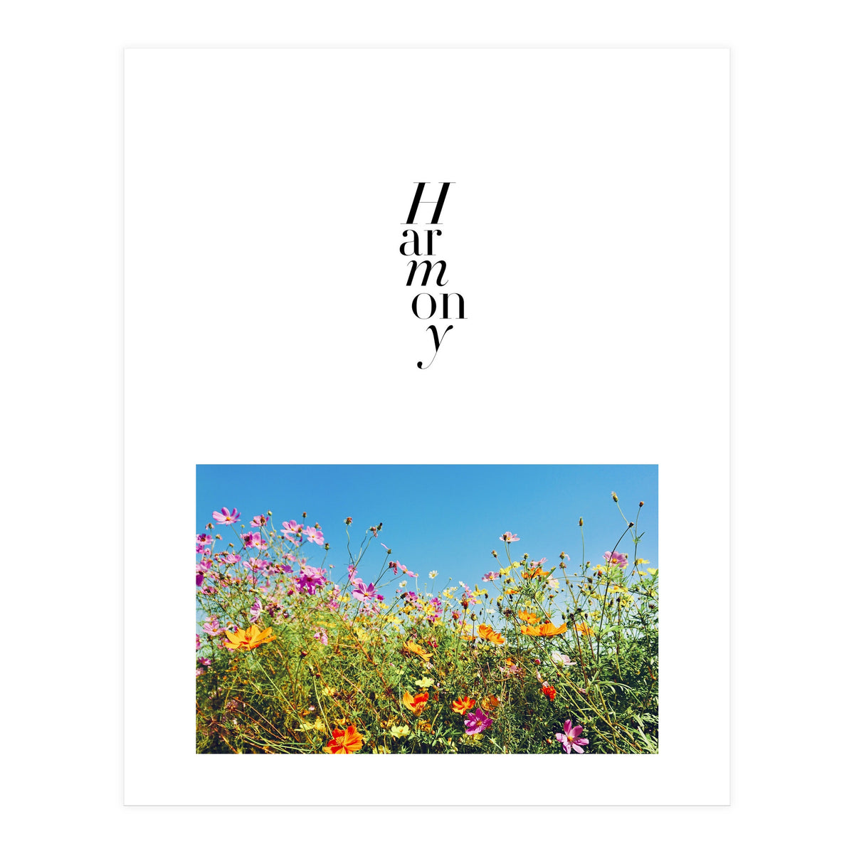 Harmony - cosmos flower - nature photography (Print Only)