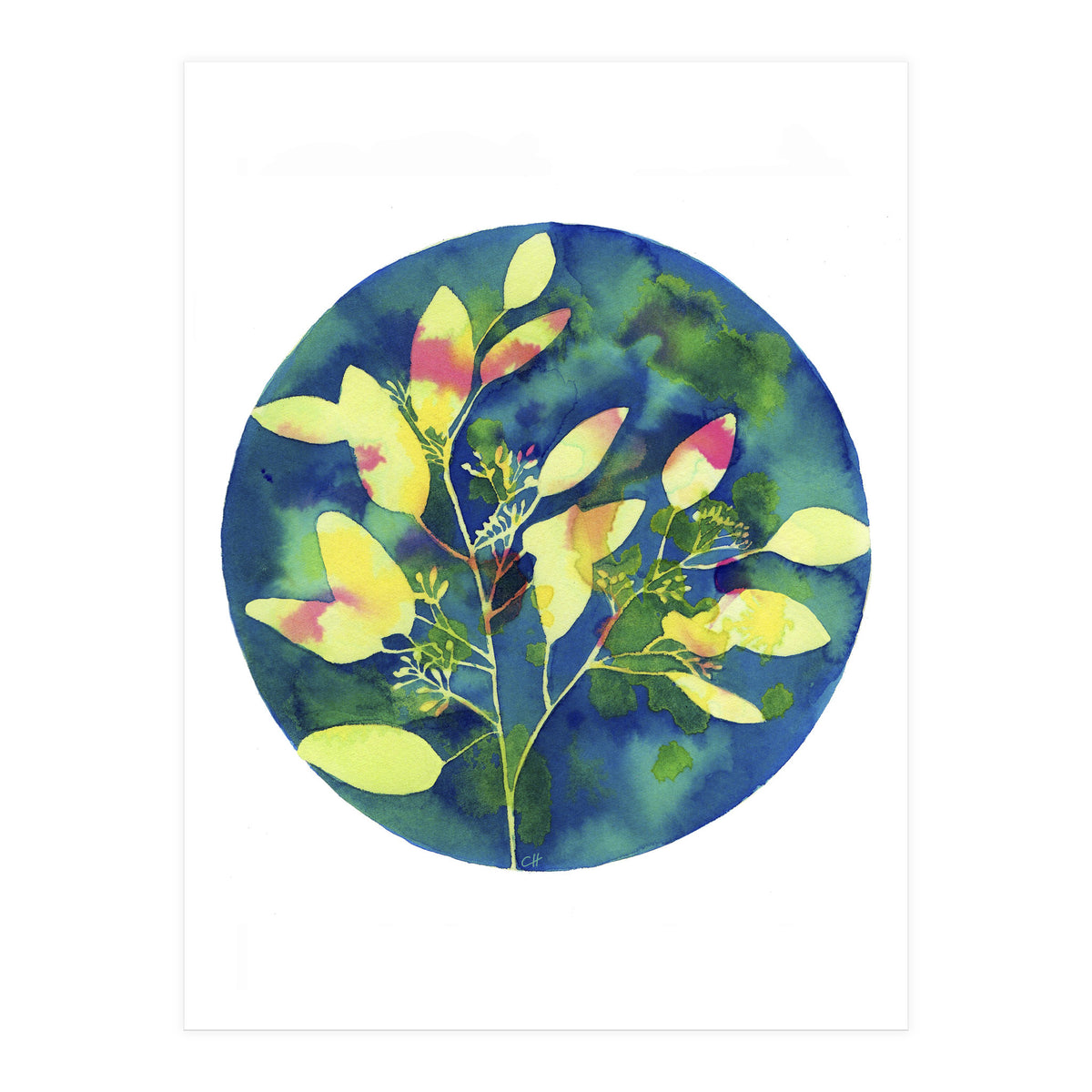 Winter Eucalyptus (Print Only)