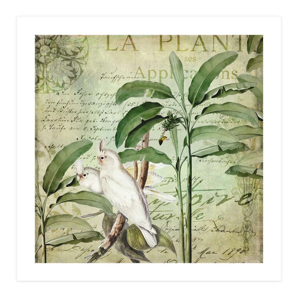 Nostalgic Cockatoo (Print Only)