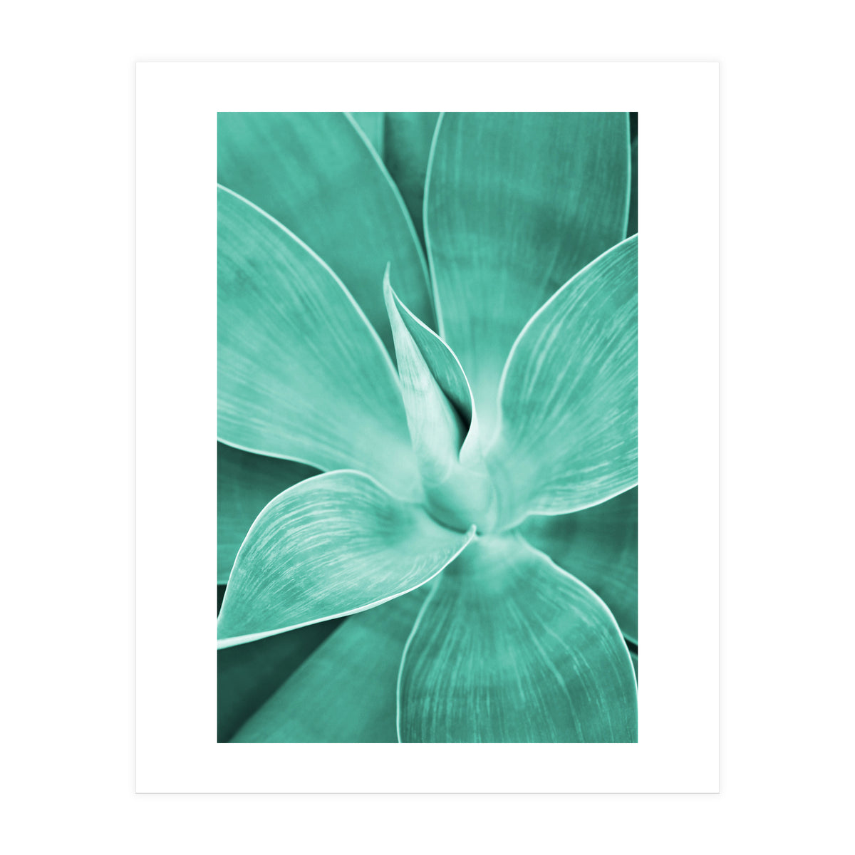 Agave (Print Only)