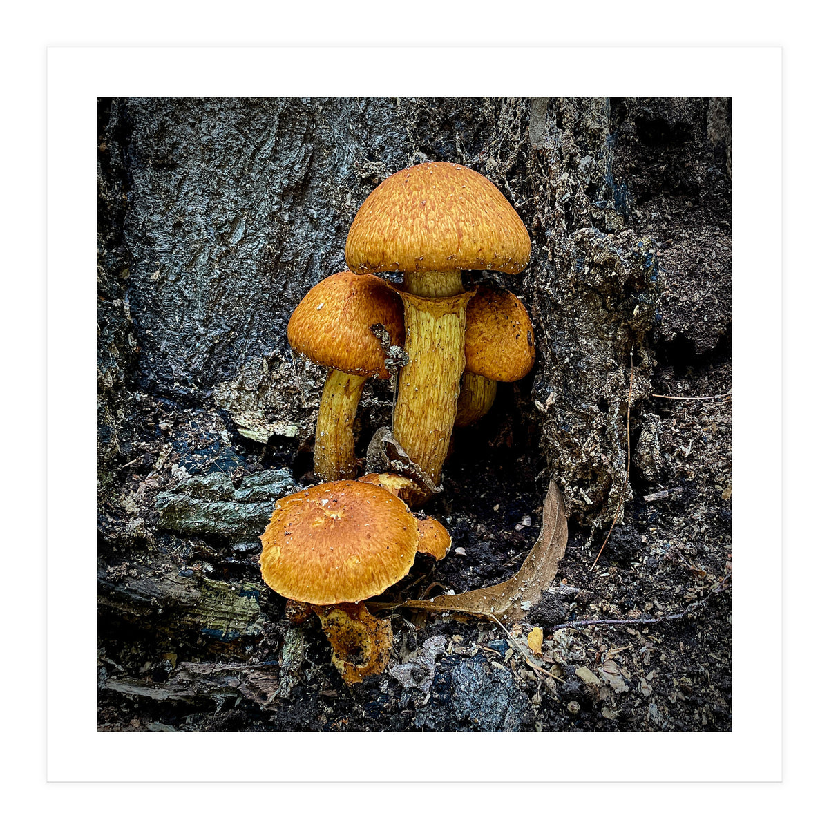 Tree Fungi (Print Only)