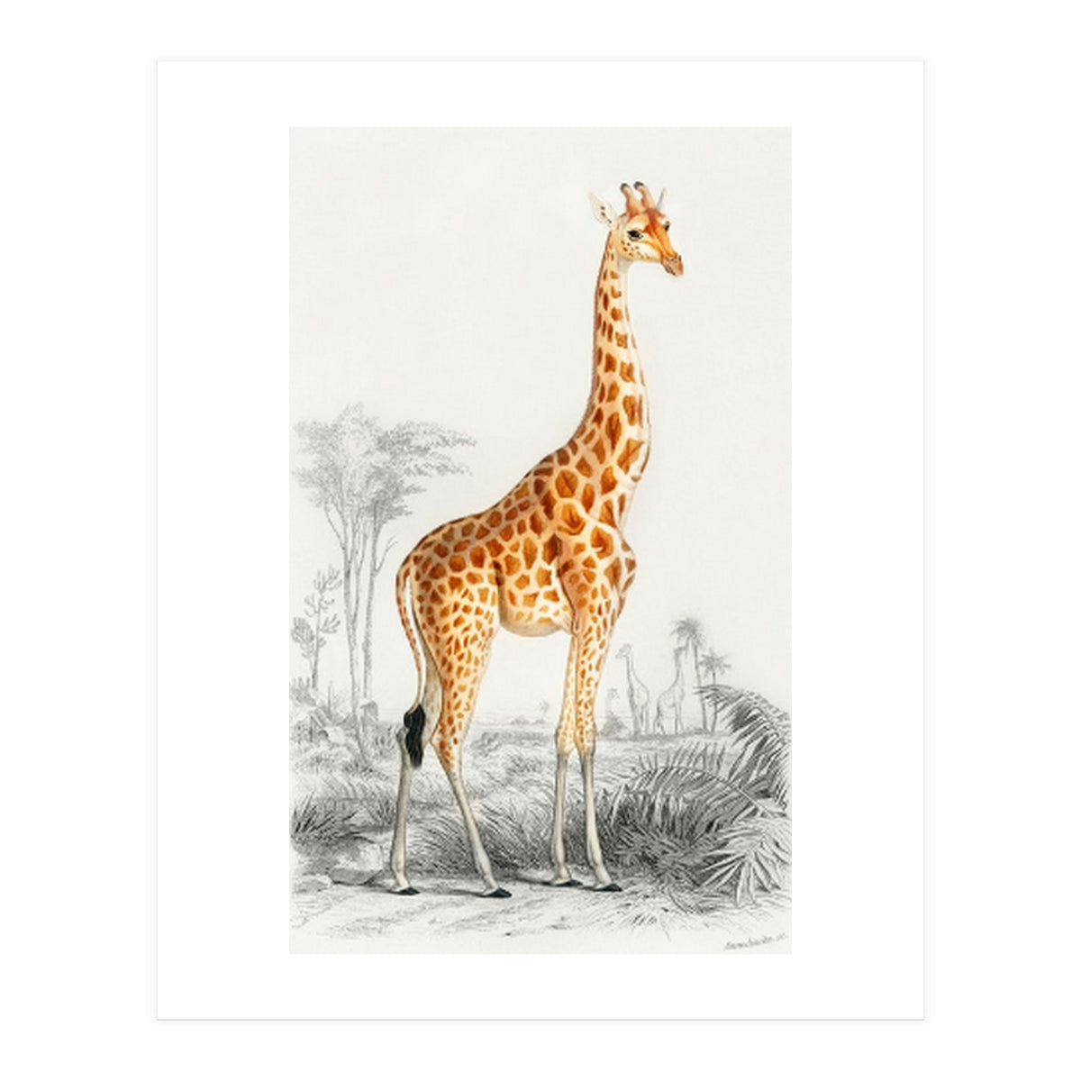 Giraffe illustration (Print Only)