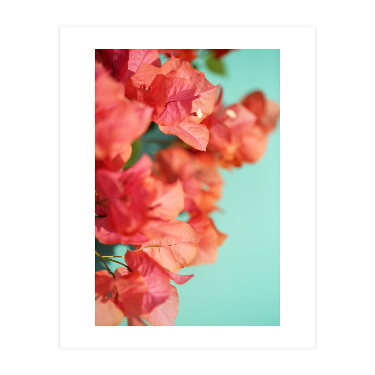 Bright Star #1 (Print Only)