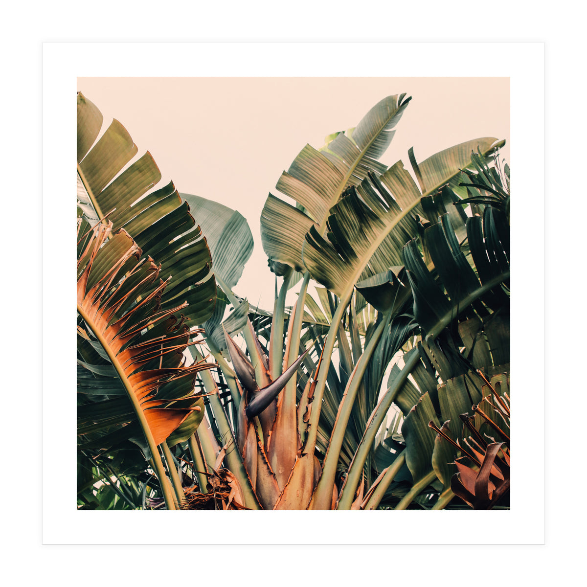 Hue (Print Only)