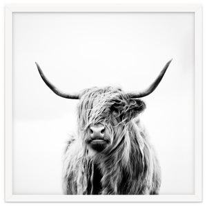 Portrait of a Highland Cow (Square Version) by Dorit Fuhg