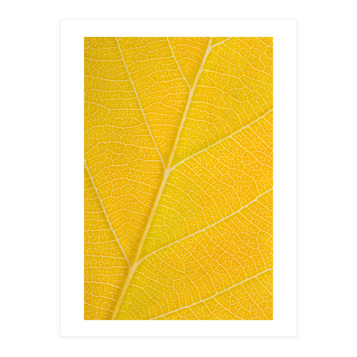 Autumn Leaf (Print Only)