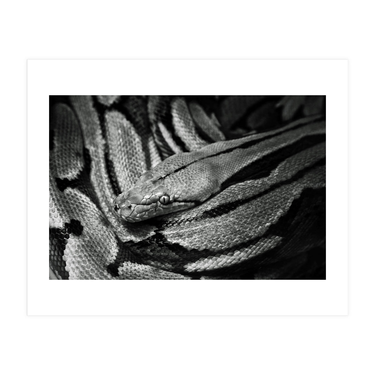 Snake (Print Only)