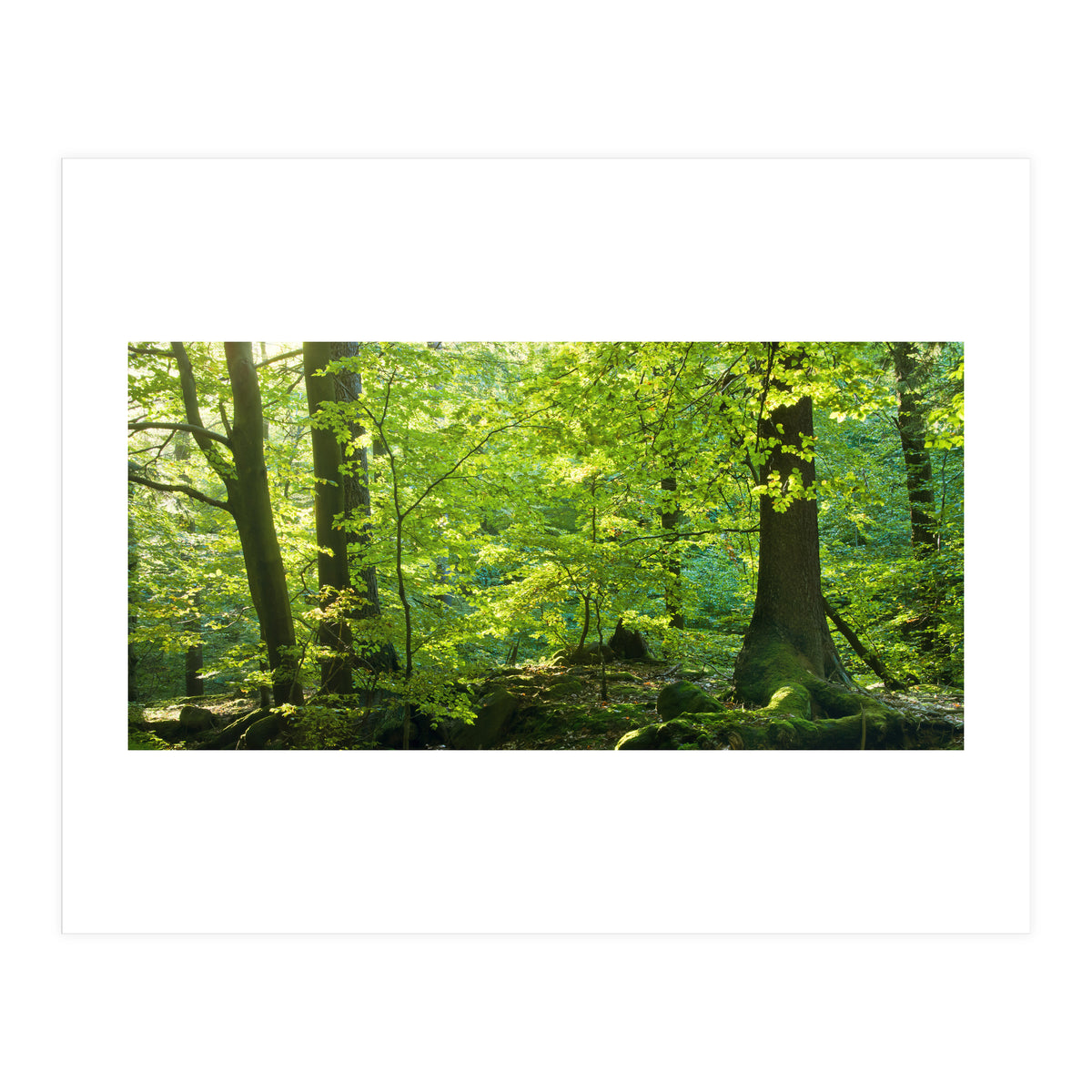 Spring Forrest (Print Only)