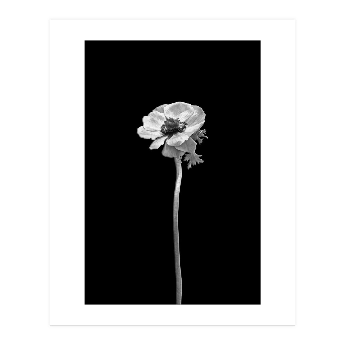 Anemone coronaria | dark design (Print Only)