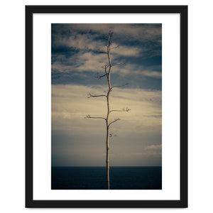 SEA AND TREE by DANIEL COULMANN