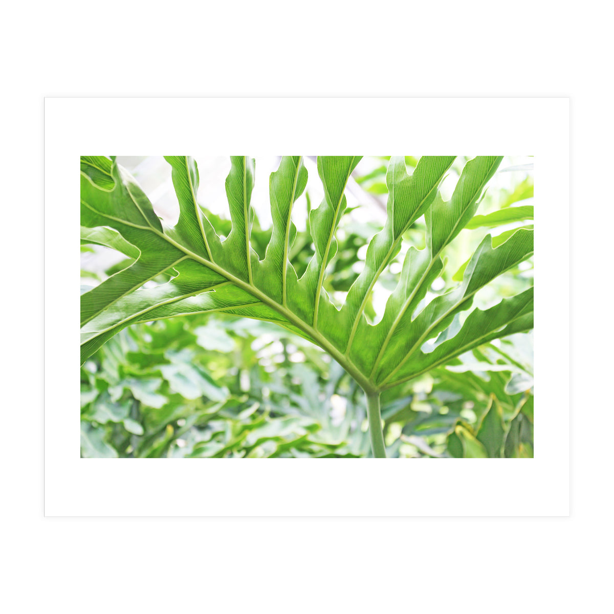 Green Leaf (Print Only)