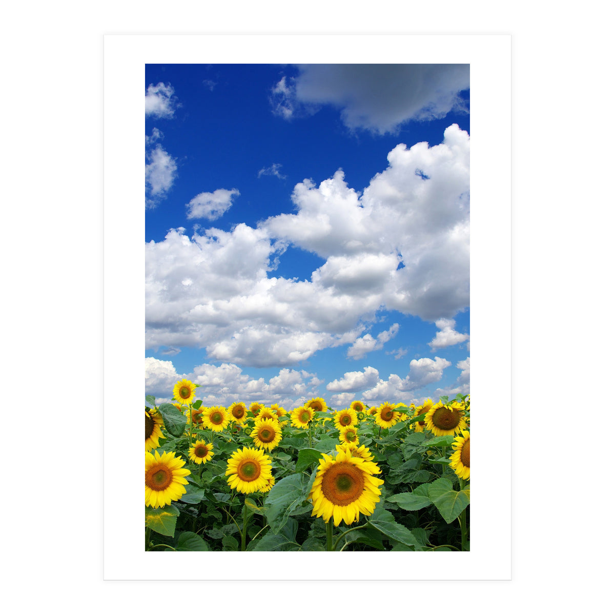 Nature (Print Only)
