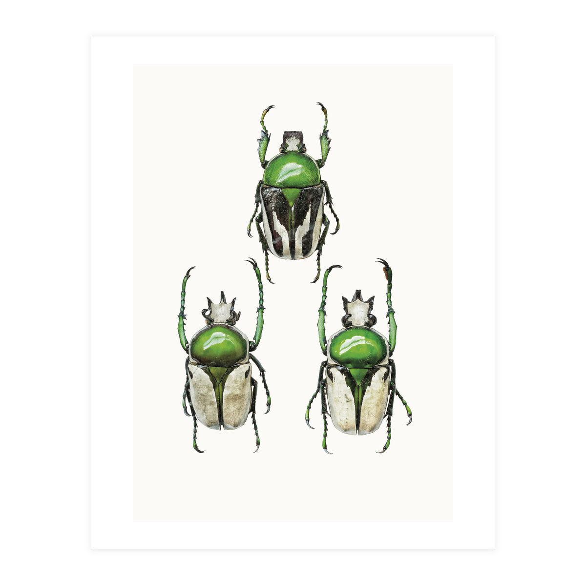 Cc Insects 04 (Print Only)