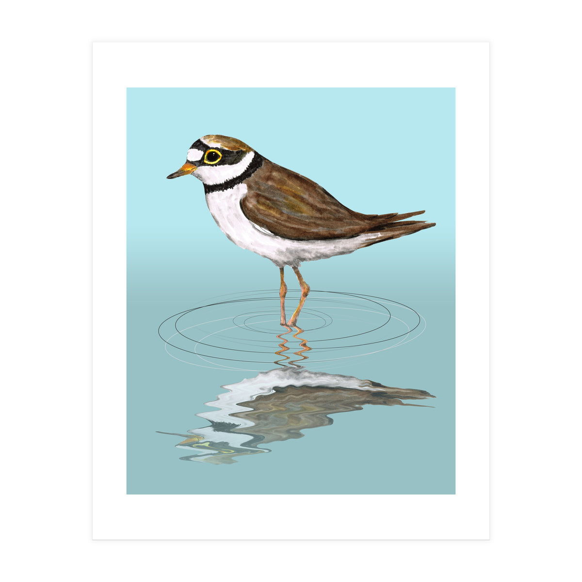 Little ringed plover (Print Only)