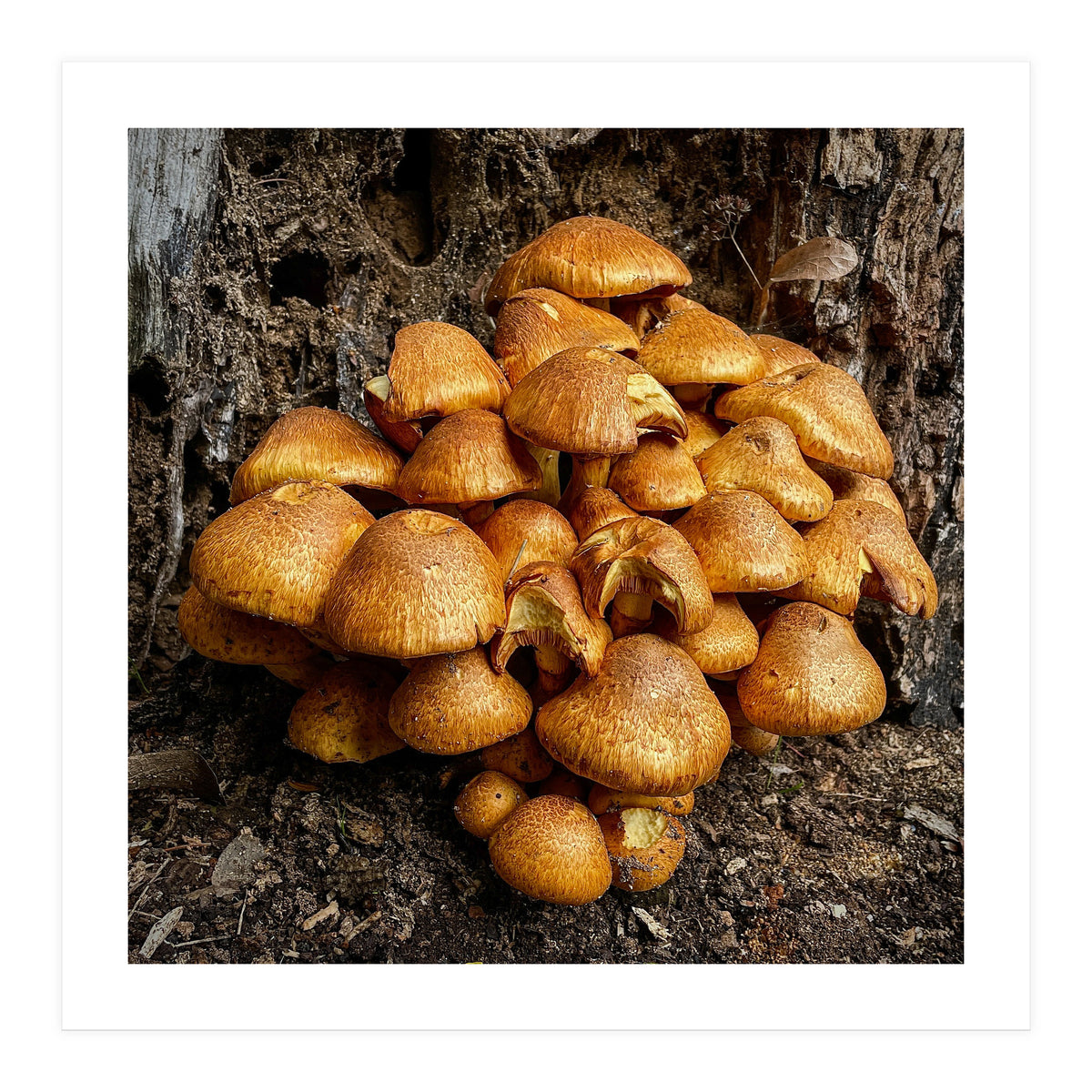 Tree Fungi (Print Only)