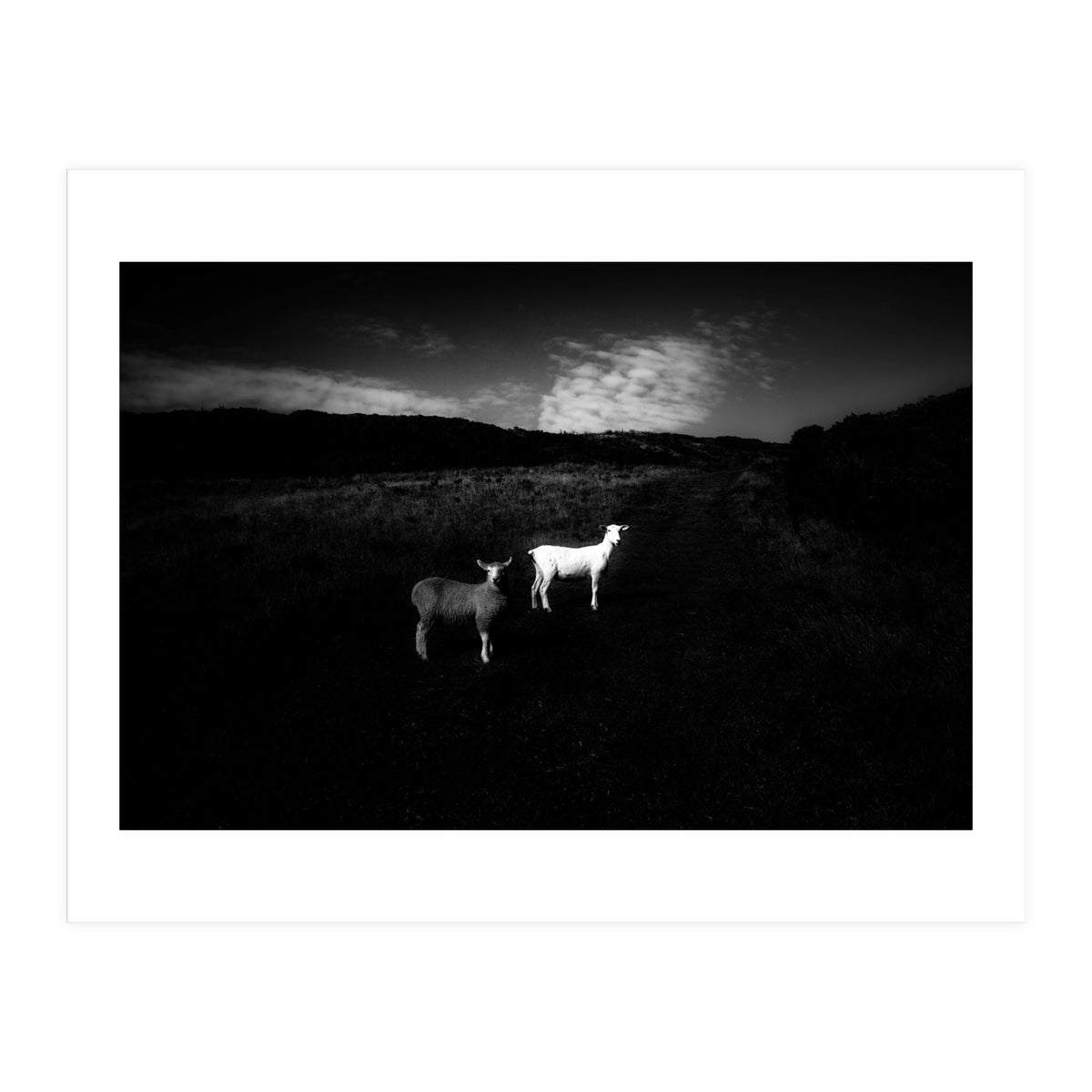 black and white (Print Only)