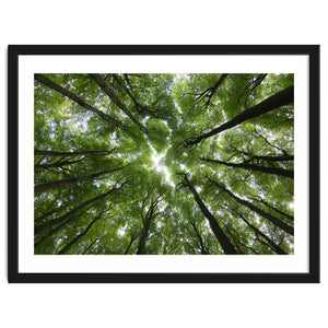 Beechwood by Marc Gruninger