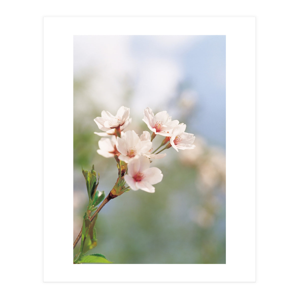FLOWER (Print Only)
