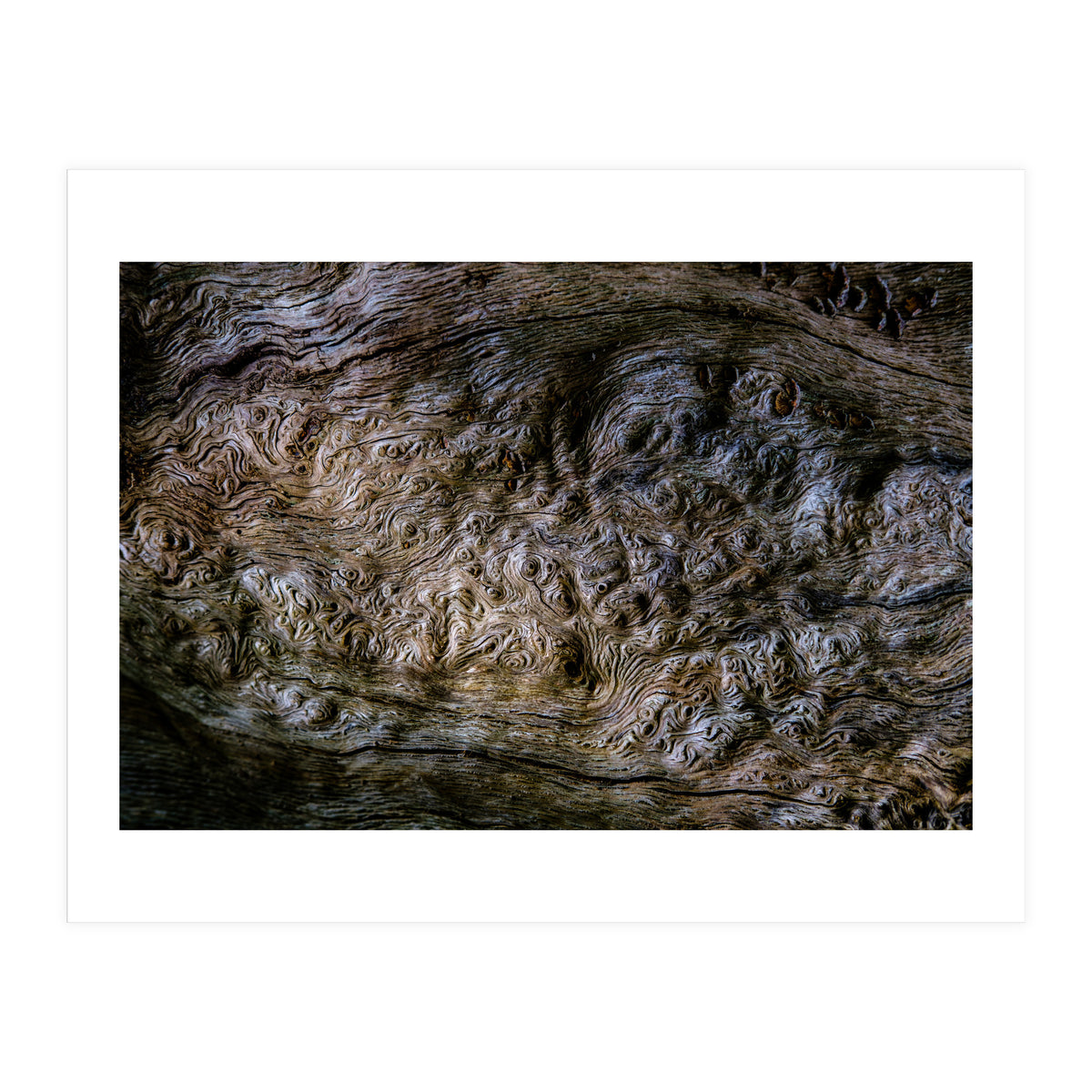 Burlwood pattern in tree (Print Only)