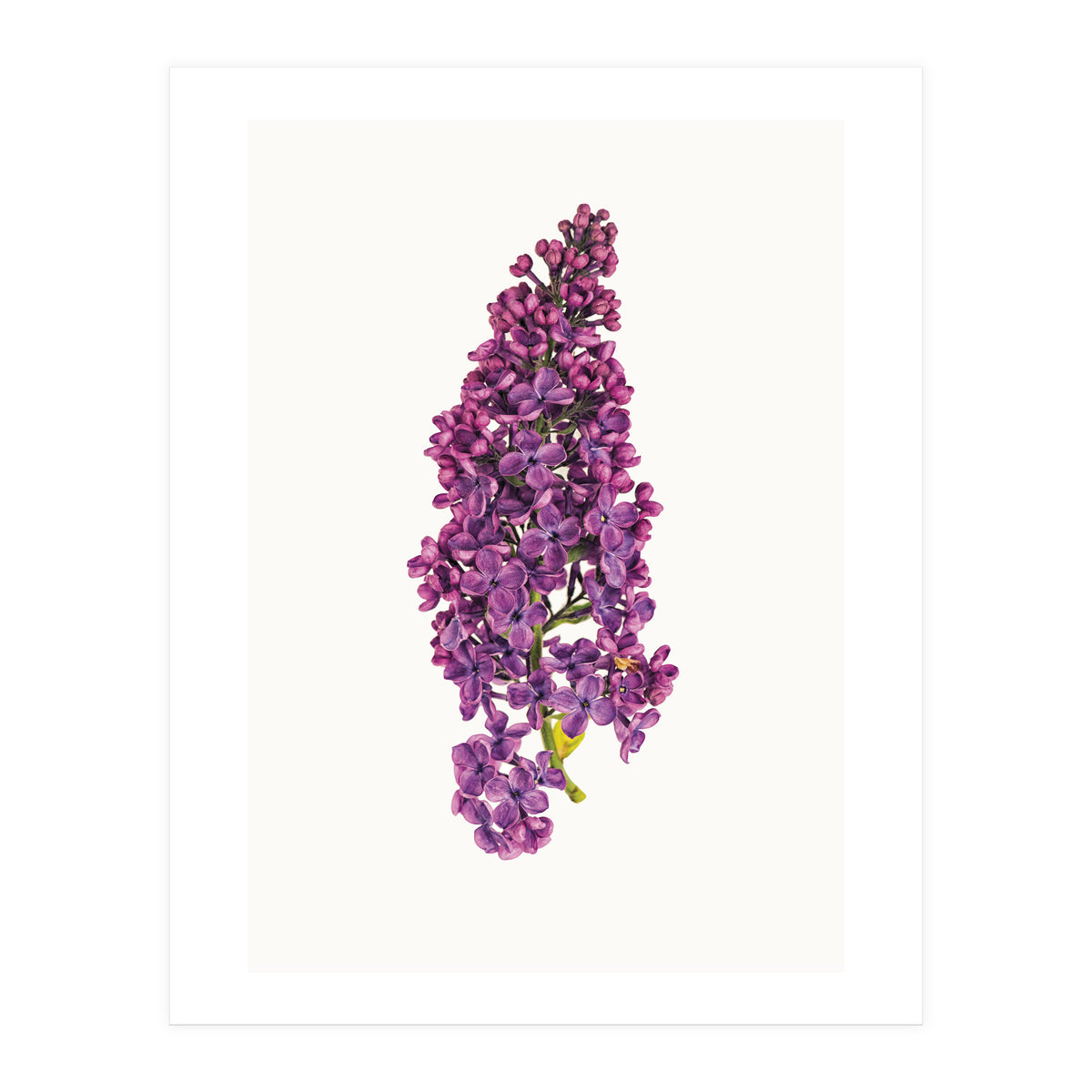 Cc Flower 07 (Print Only)