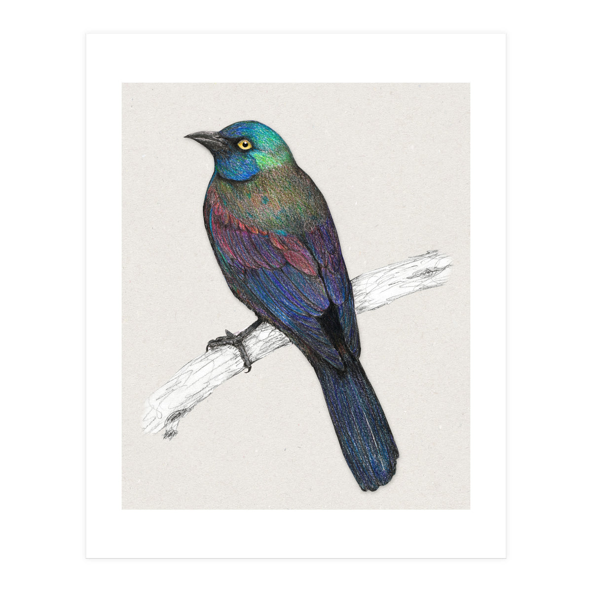 Common Grackle (Print Only)