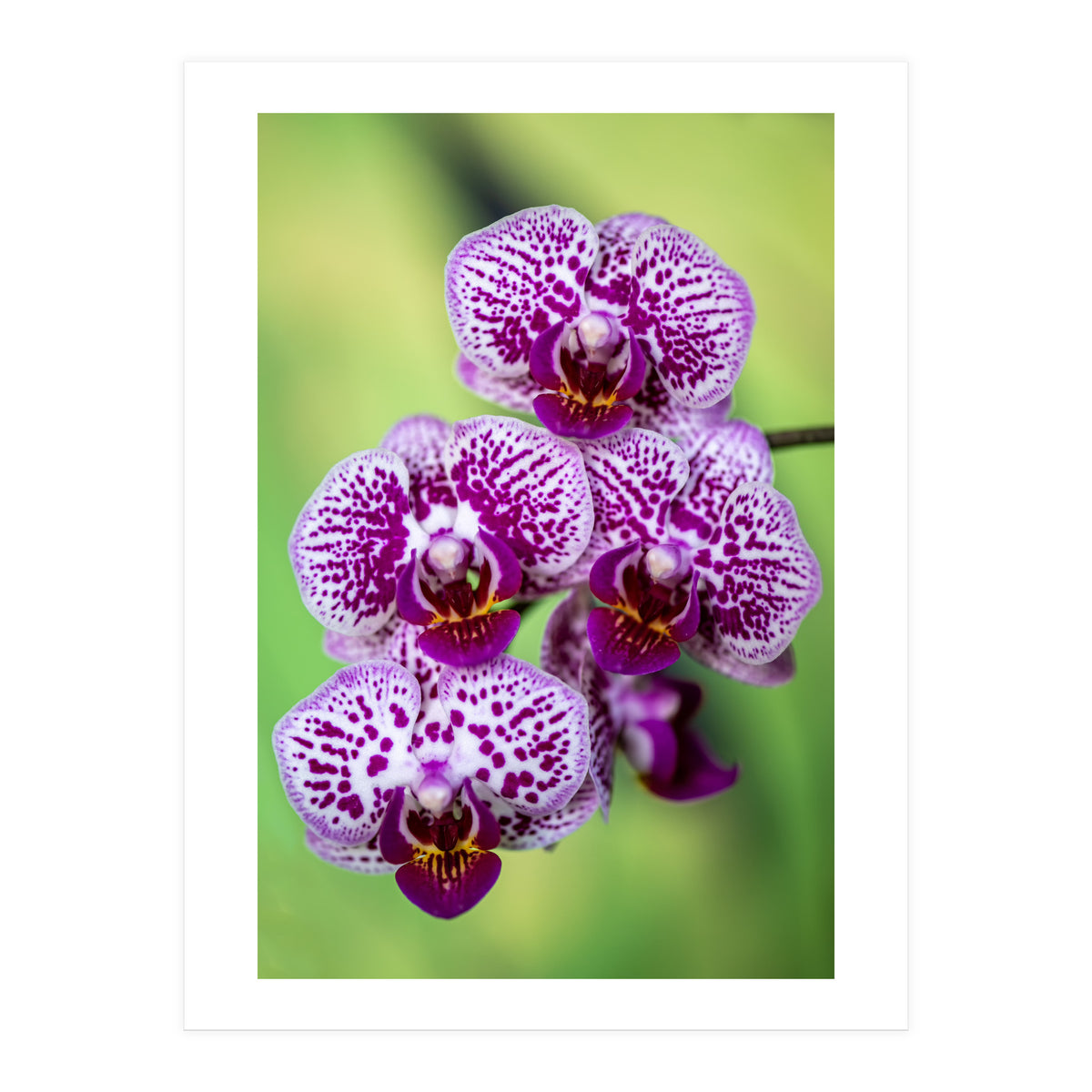 Orchidee Flower (Print Only)