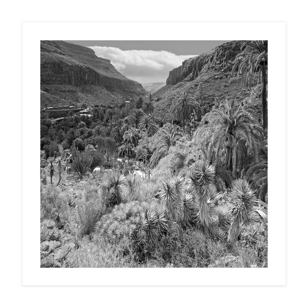 Los Palmitos (Print Only)