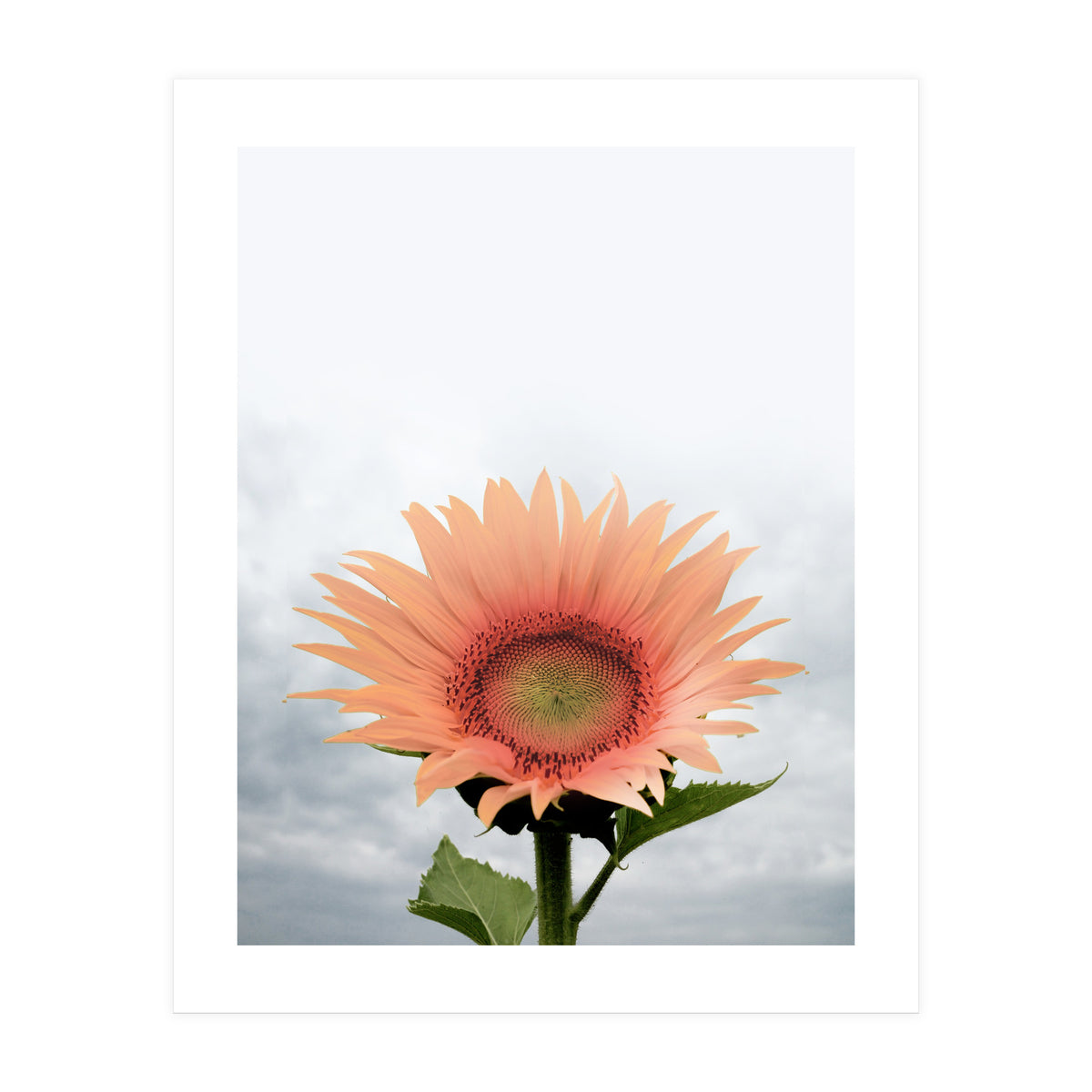 12 (Print Only)