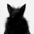 Little Rabbit portrait