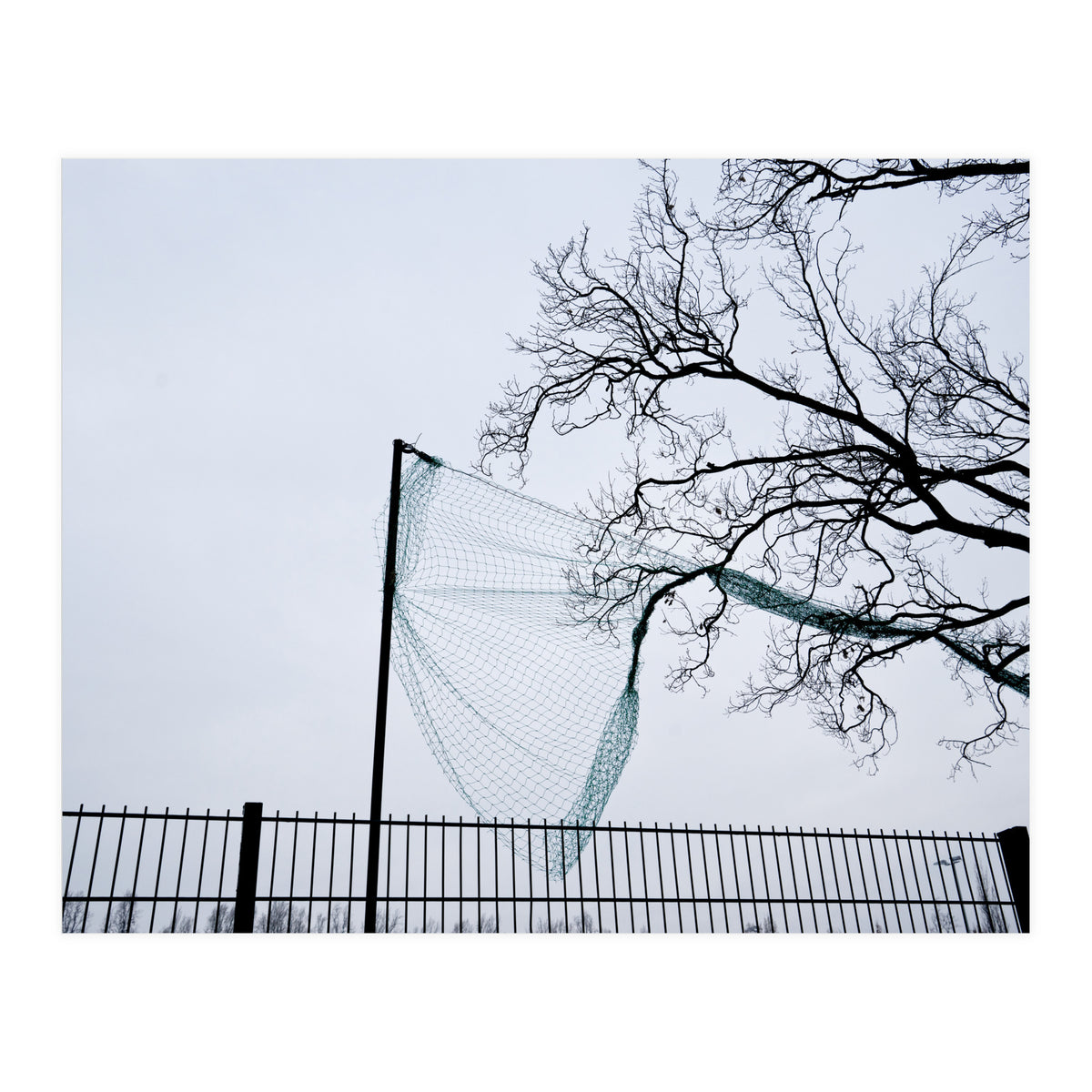 Net caught in a tree (Print Only)