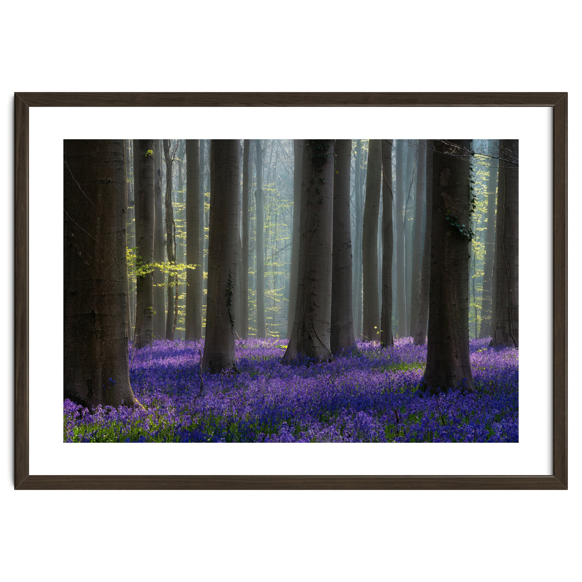 Bluebell forest