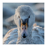 Close Up Of A Swan In Frost Winter Bird Close Up (Print Only) thumbnail